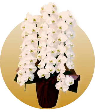 胡蝶蘭のフラワーアレンジメント